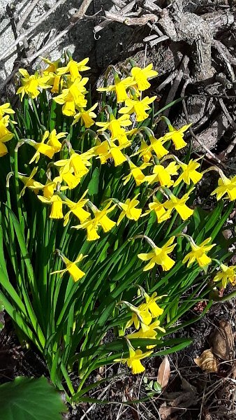 Garten 16