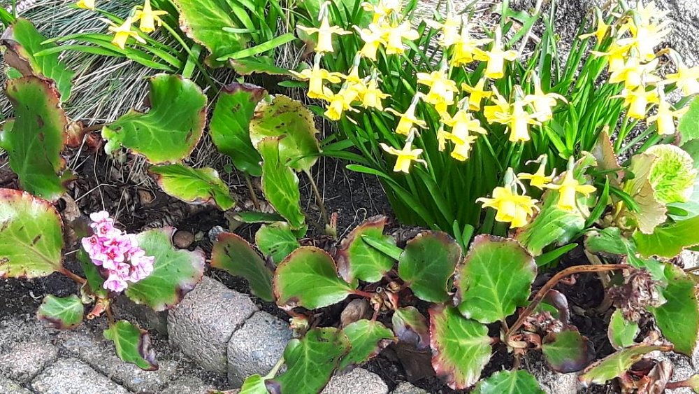 Garten 17