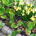 Garten 17