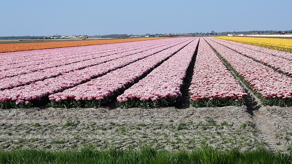 Blumen1