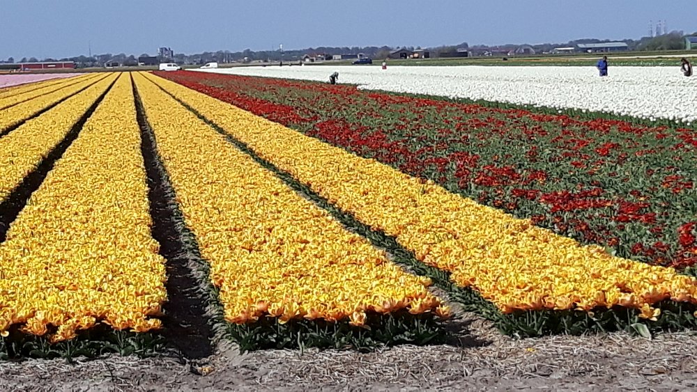 Blumen2
