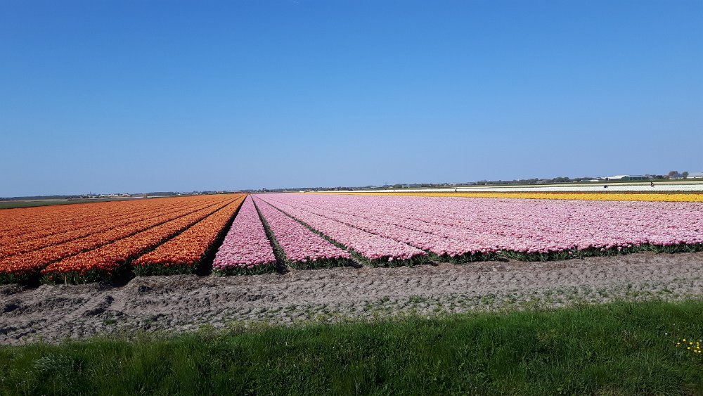 Blumen3