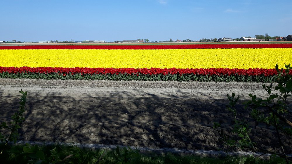 Blumen4