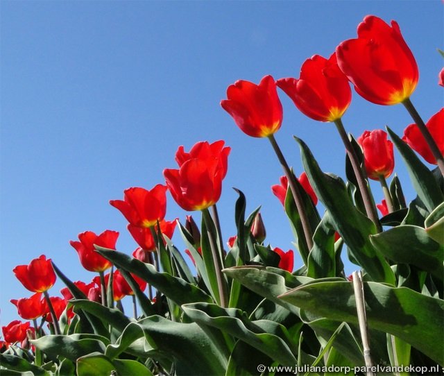 Blumen5
