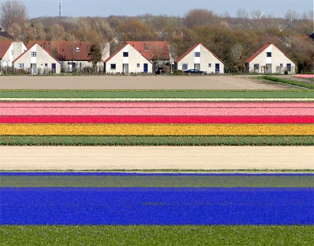 Blumen6