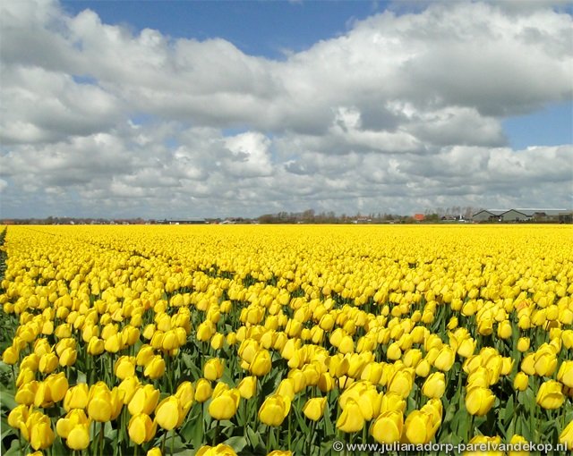 Blumen7