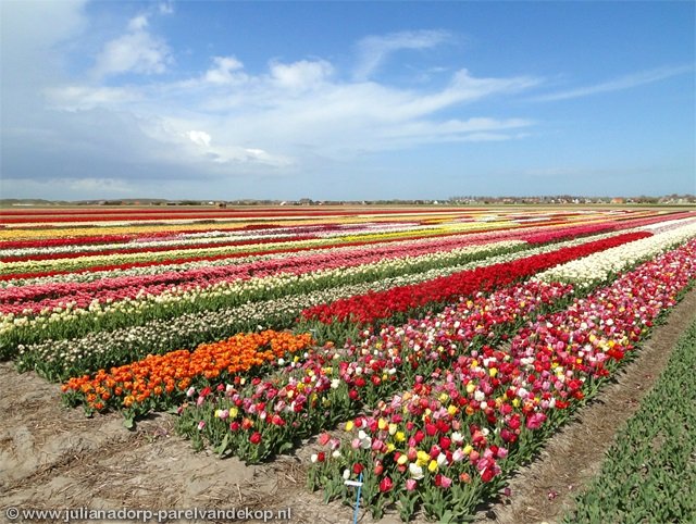 Blumen8