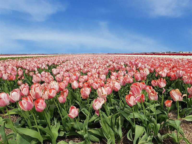 Blumen9