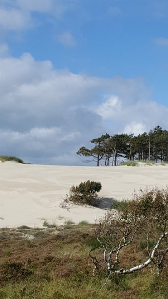 Strand14