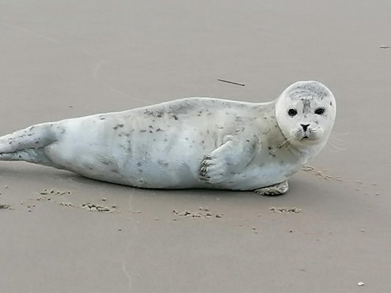 Strand17
