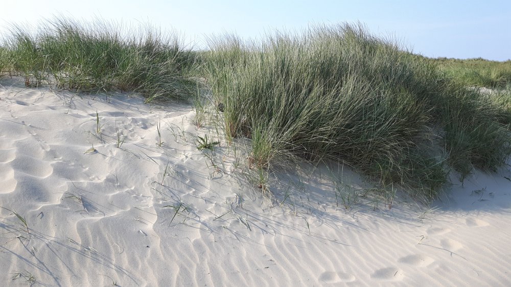 Strand23