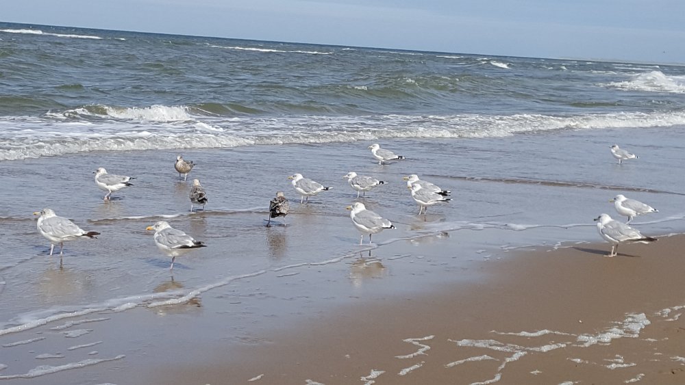 Strand25