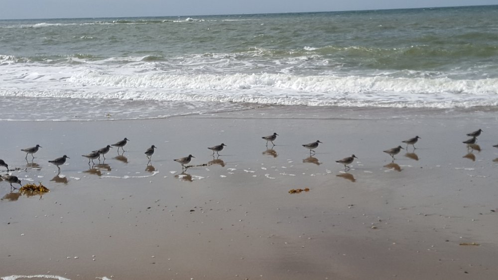 Strand26