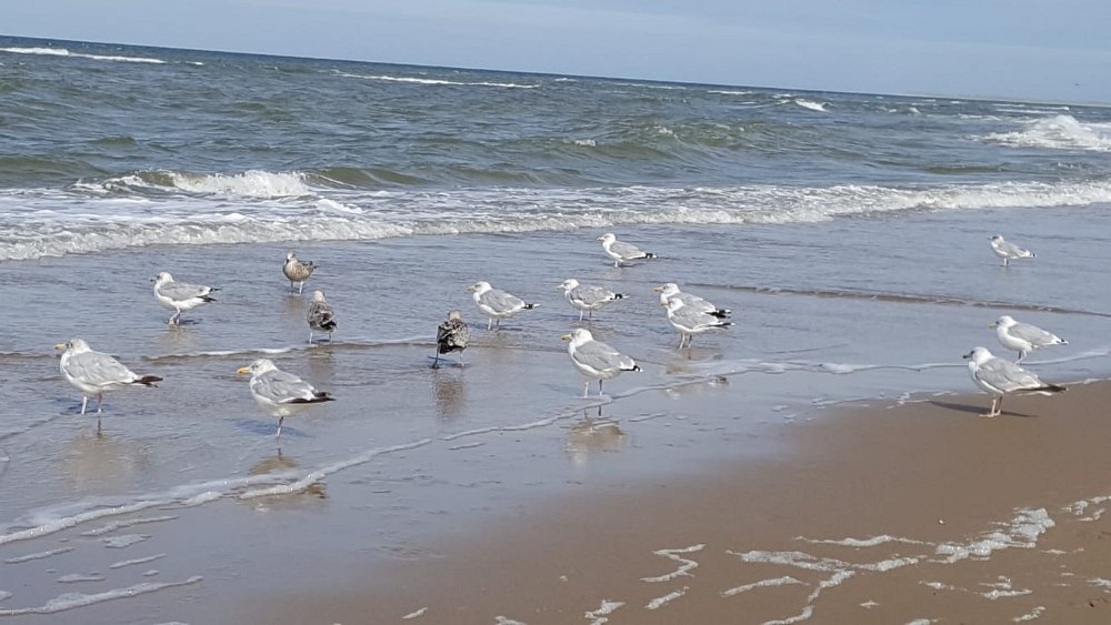 Strand34