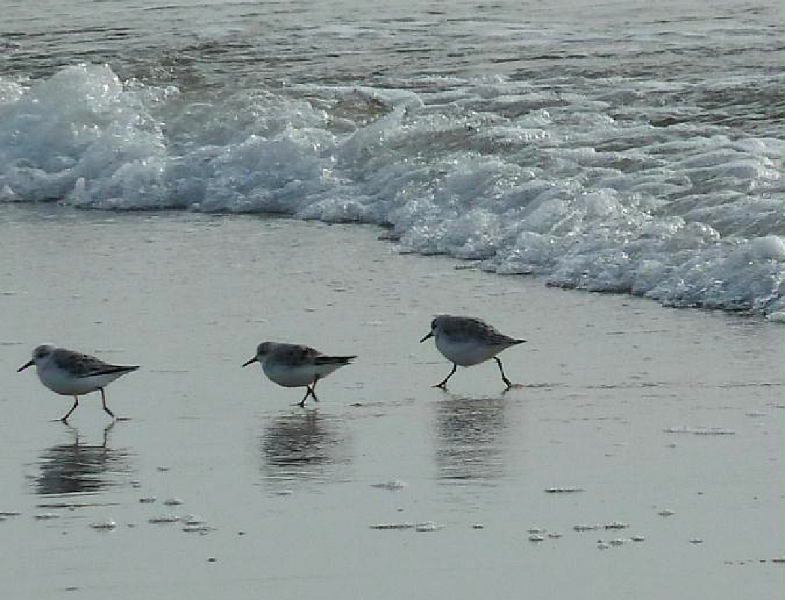 Strand4
