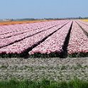 Blumen1