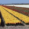 Blumen2