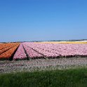 Blumen3