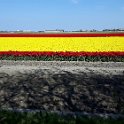 Blumen4