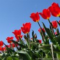 Blumen5