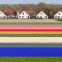 Blumen6