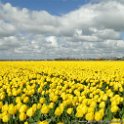 Blumen7