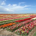 Blumen8