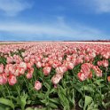 Blumen9