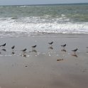 Strand26