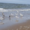 Strand34