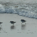 Strand4